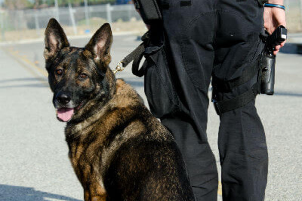 K9 Protection Service