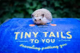 Tiny Tails To You