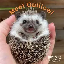 Tiny Tails To You gallery 3