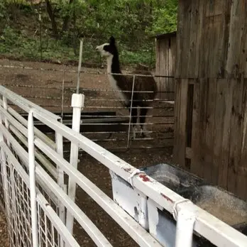 Rose and Grace Mini Farm gallery 2